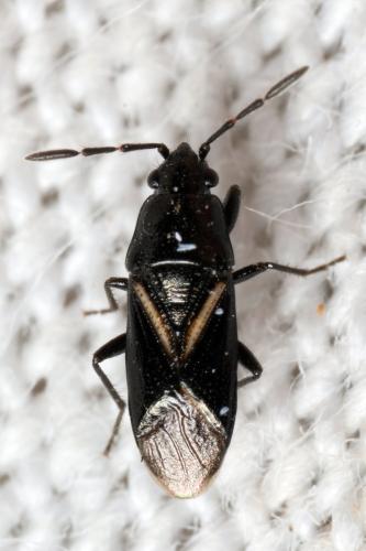 Aoploscelis bivirgata